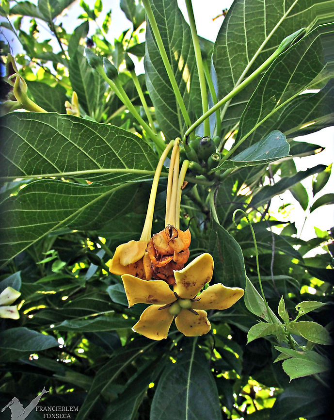 Tocoyena sellowiana  Rubiaceae,Tocoyena sellowiana,flower,yellow