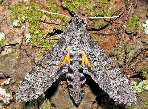 Isognathus allamandae https://youtu.be/3ZoleeZX4dA Isognathus allamandae,sphingidae,with video