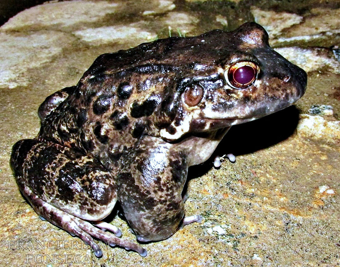 R&atilde;-pimenta  Anf&iacute;bio,Anura,Leptodactylidae,Leptodactylus vastus,Northeastern Pepper Frog