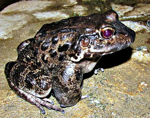 Northeastern Pepper Frog