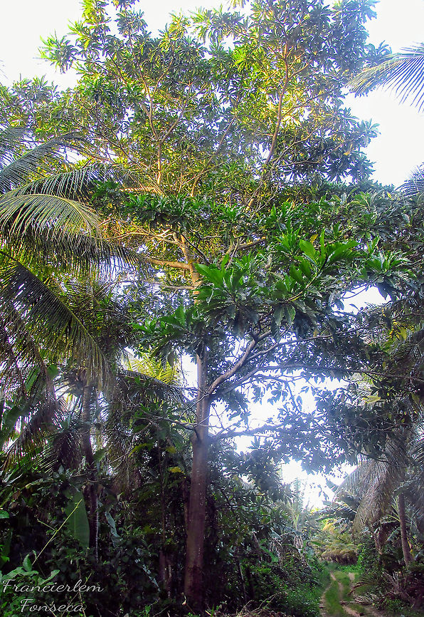 Jenipapo <section class="video"><iframe width="448" height="282" src="https://www.youtube-nocookie.com/embed/yiXwaWvyqt4?hd=1&autoplay=0&rel=0" frameborder="0" allowfullscreen></iframe></section> Genipa americana,Rubiaceae