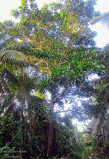 Jenipapo https://youtu.be/yiXwaWvyqt4 Genipa americana,Rubiaceae