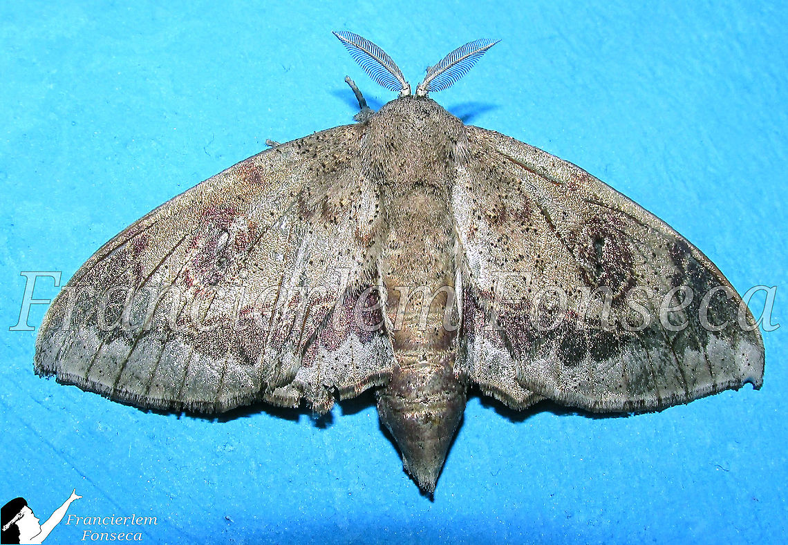 Mimallo amilia  Mimallo amilia,Mimallonidae