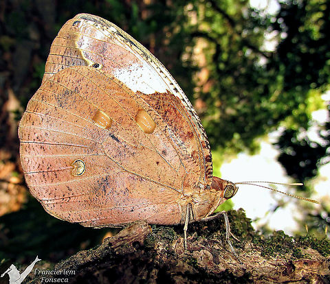 Dynastor darius  Daring Owl-Butterfly,Dynastor darius,Nymphalidae