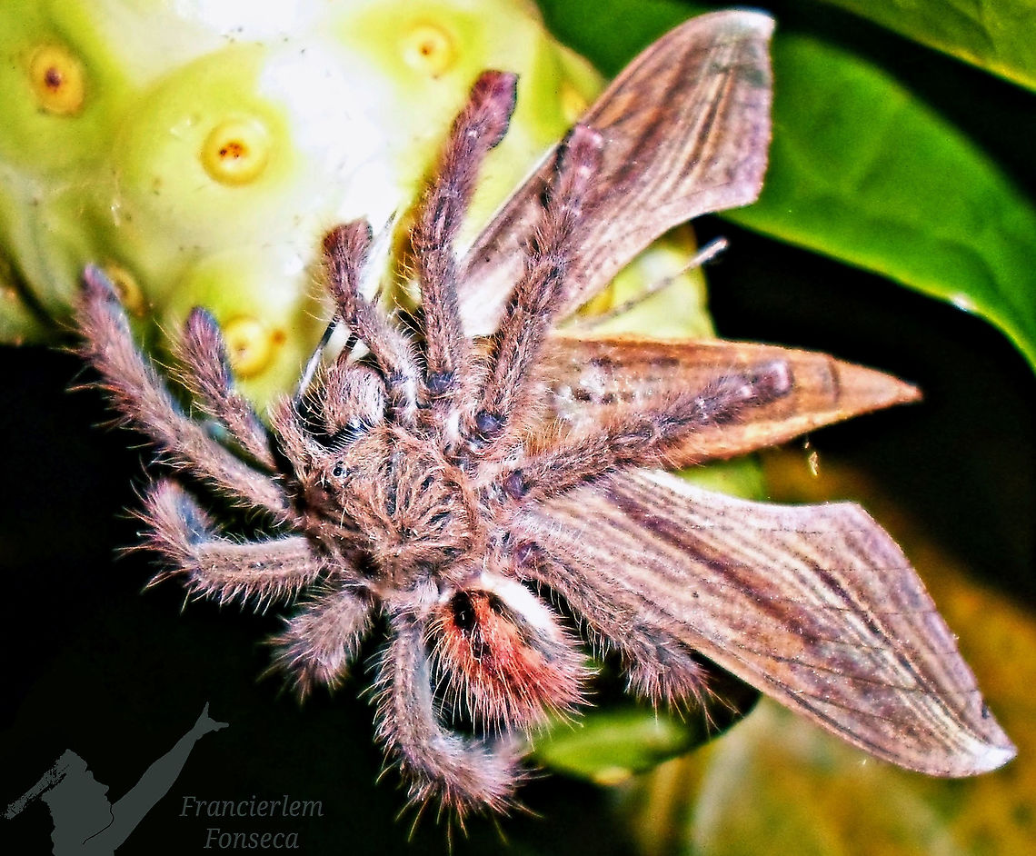 Iridopelma hirsutum  Amazon Ribbed Tarantula,Iridopelma hirsutum,Xylophanes tersa,arachnid,predation