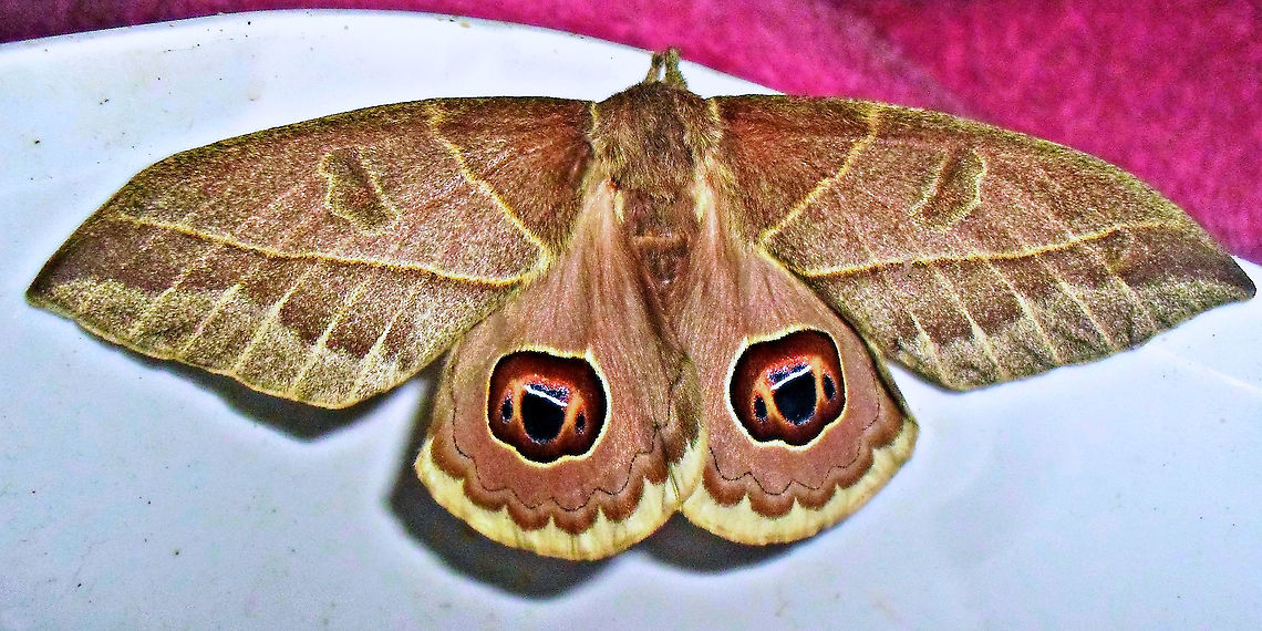 Leucanella memusae  Leucanella memusae,Moth,saturniidae