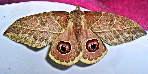 Leucanella memusae  Leucanella memusae,Moth,saturniidae