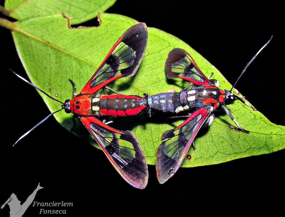 Pheia daphaena  Arctiinae,Moth,Pheia daphaena,red
