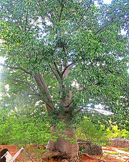 Baob&aacute; https://youtu.be/WKsEqeiTE6c Adansonia digitata,Baobab,Dead-rat tree,Green,Tree,with video
