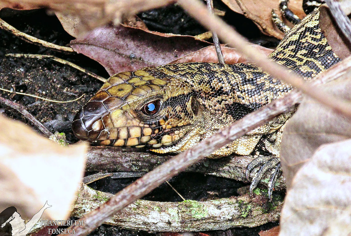 Tei&uacute; <section class="video"><iframe width="448" height="282" src="https://www.youtube-nocookie.com/embed/uF49Vb9qB0A?hd=1&autoplay=0&rel=0" frameborder="0" allowfullscreen></iframe></section> Argentine Black and White Tegu,Lizard,Teiidae,Tupinambis merianae,reptile,with video