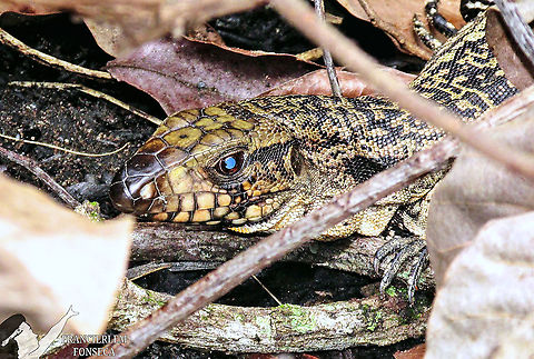 Argentine Black and White Tegu