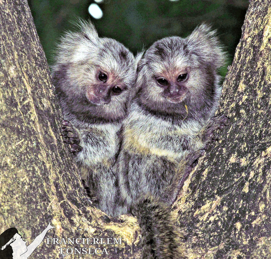 Callithrix acchus (filhote)  Callithrix jacchus,Common marmoset