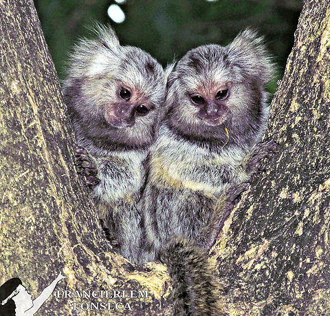 Callithrix acchus (filhote)  Callithrix jacchus,Common marmoset