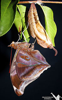 Historis odius https://youtu.be/0ZN5Dg7y724 Historis odius,Nymphalidae,Stinky Leafwing