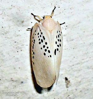 Poekilloptera phalaenoides  Flatidae,Poekilloptera phalaenoides