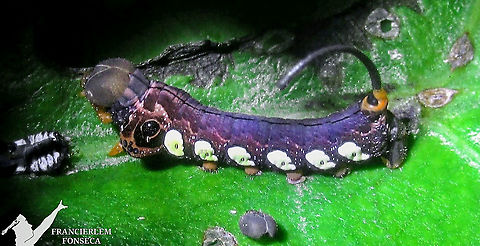 Eumorpha labruscae (lagarta)  Caterpillar,Eumorpha labruscae,Gaudy sphinx,sphingidae