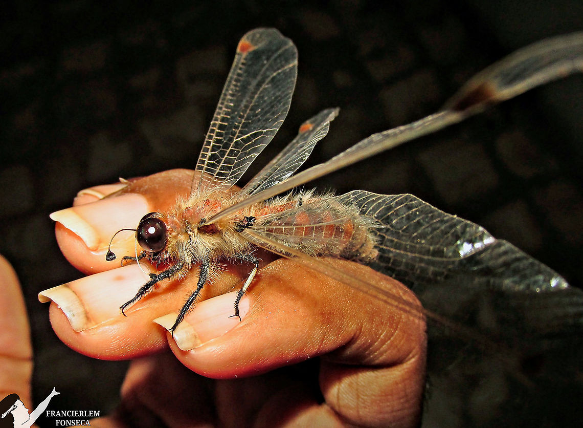 Albardia furcata  Albardia furcata,Ascalaphidae