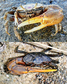 Minuca rapax  Brazil,Decapoda,Geotagged,Minuca rapax,Mudflat Fiddler Crab,Ocypodidae