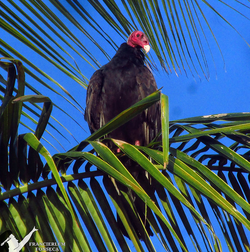 Urubu-de-cabeça-vermelha (Cathartes aura) <section class="video"><iframe width="448" height="282" src="https://www.youtube-nocookie.com/embed/IyXWIauq4DA?hd=1&autoplay=0&rel=0" frameborder="0" allowfullscreen></iframe></section> Cathartes aura,Turkey vulture,black,with video