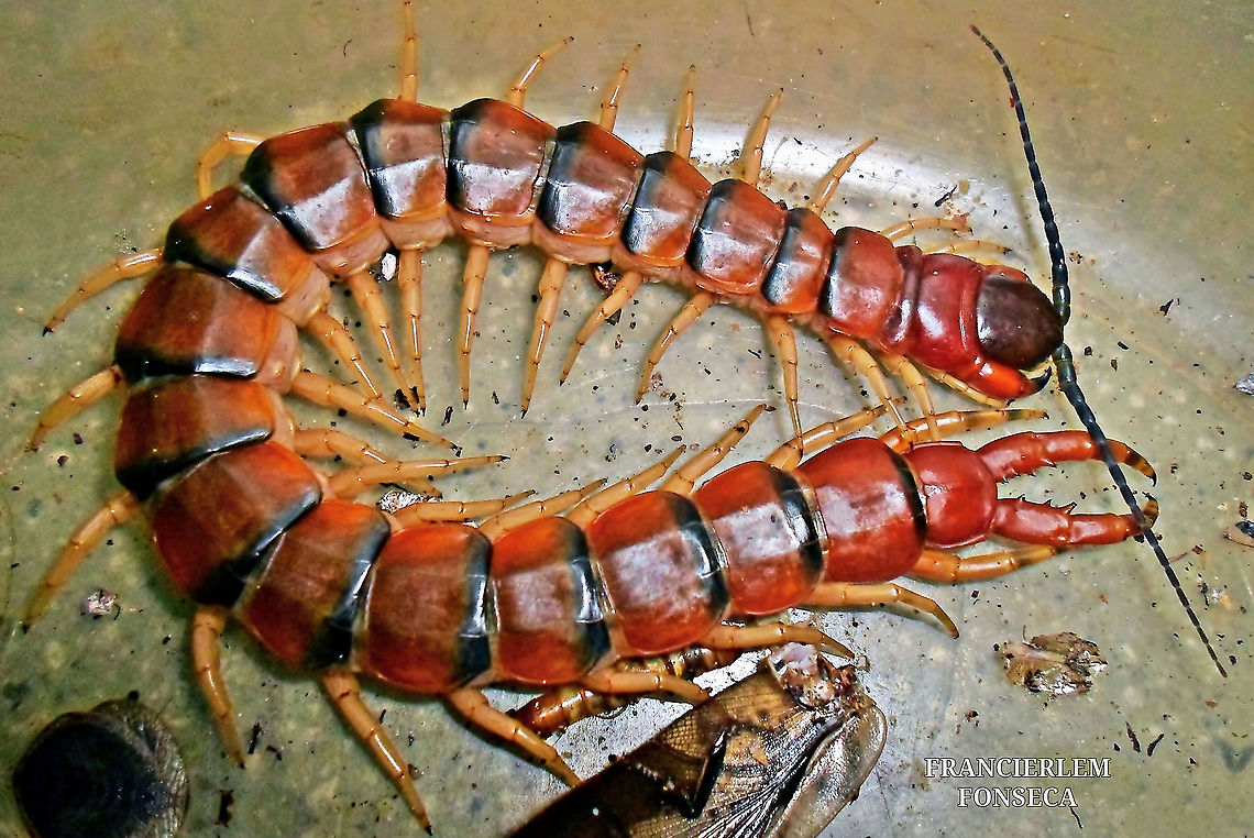 Scolopendra viridicornis  Chilopoda,Scolopendra viridicornis,Scolopendridae