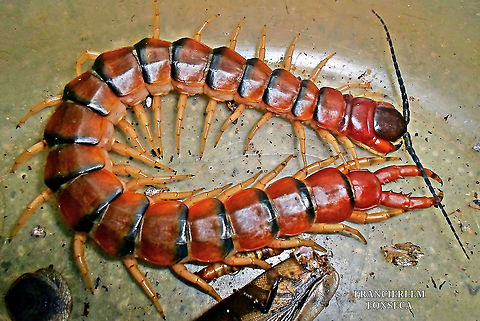 Amazonian Giant Centipede