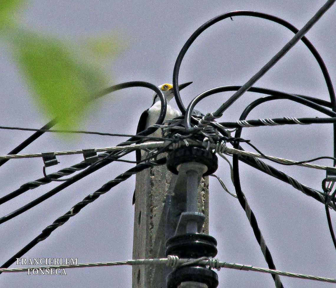 Pica-pau-branco  Melanerpes candidus,White woodpecker,picidae,piciformes