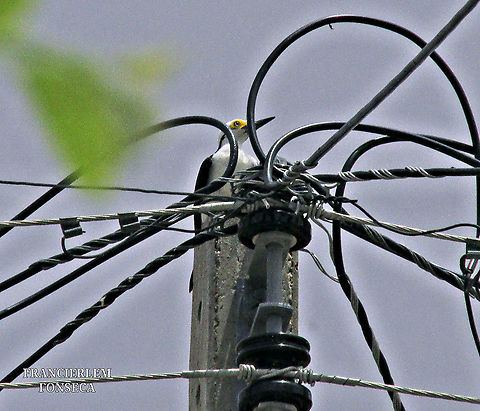 Pica-pau-branco  Melanerpes candidus,White woodpecker,picidae,piciformes