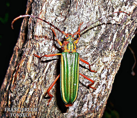 Chlorida festiva  Chlorida festiva,cerambycidae