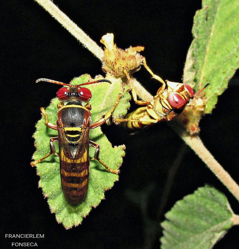 Rubrica nasuta  Crabronidae,Rubrica nasuta,Vespa