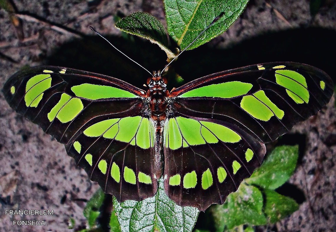Philaethria wernickei  Nymphalidae,Philaethria wernickei