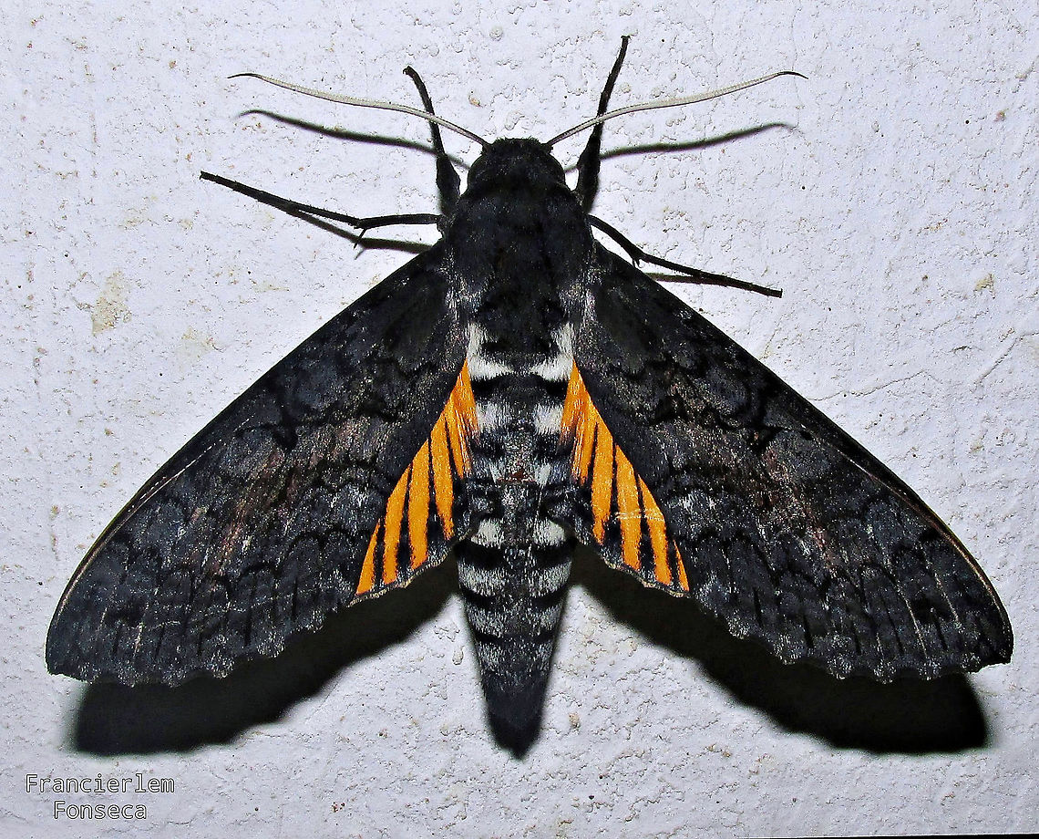Isognathus caricae  Isognathus caricae,sphingidae
