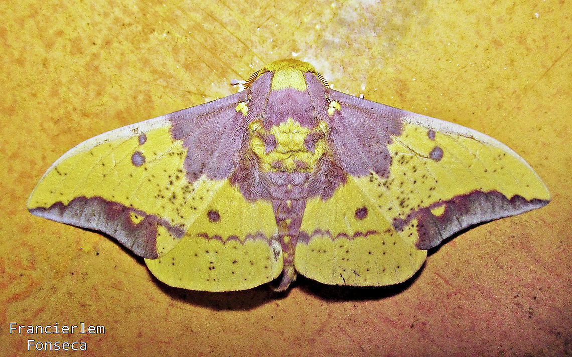 Eacles imperialis cacicus  Eacles imperialis,Imperial moth,saturniidae