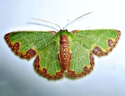 Synchlora gerularia  Geometridae,Synchlora gerularia