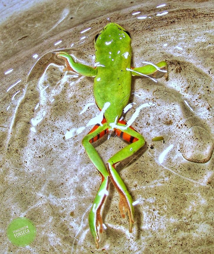 Phyllomedusa nordestina  Anura,Northeastern Brazilian Leaf Frog,Phyllomedusidae,Pithecopus nordestinus