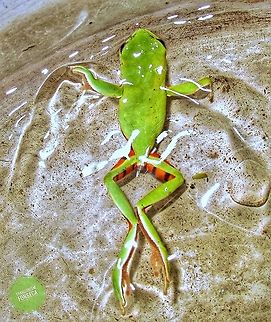 Phyllomedusa nordestina  Anura,Northeastern Brazilian Leaf Frog,Phyllomedusidae,Pithecopus nordestinus