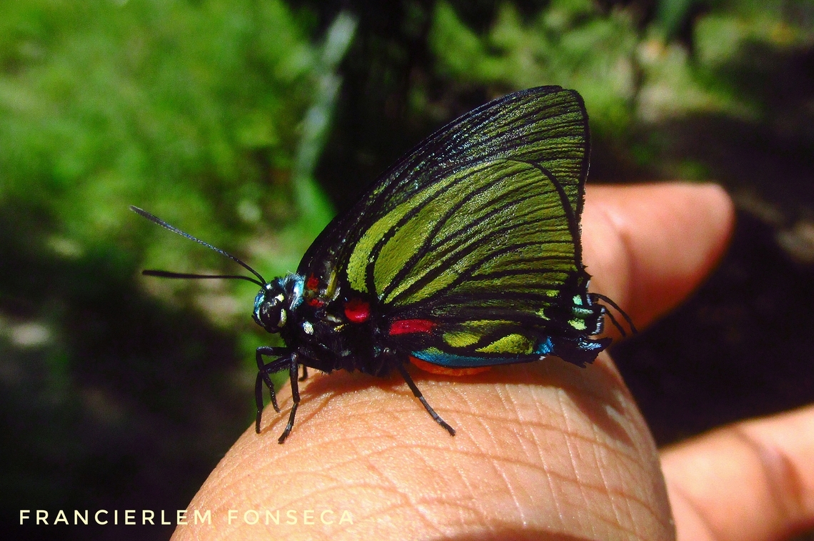 Atlides polybe <section class="video"><iframe width="448" height="282" src="https://www.youtube-nocookie.com/embed/lQtIrJJVWjQ?hd=1&autoplay=0&rel=0" frameborder="0" allowfullscreen></iframe></section> Atlides polybe,Black-veined Hairstreak,Lycaenidae