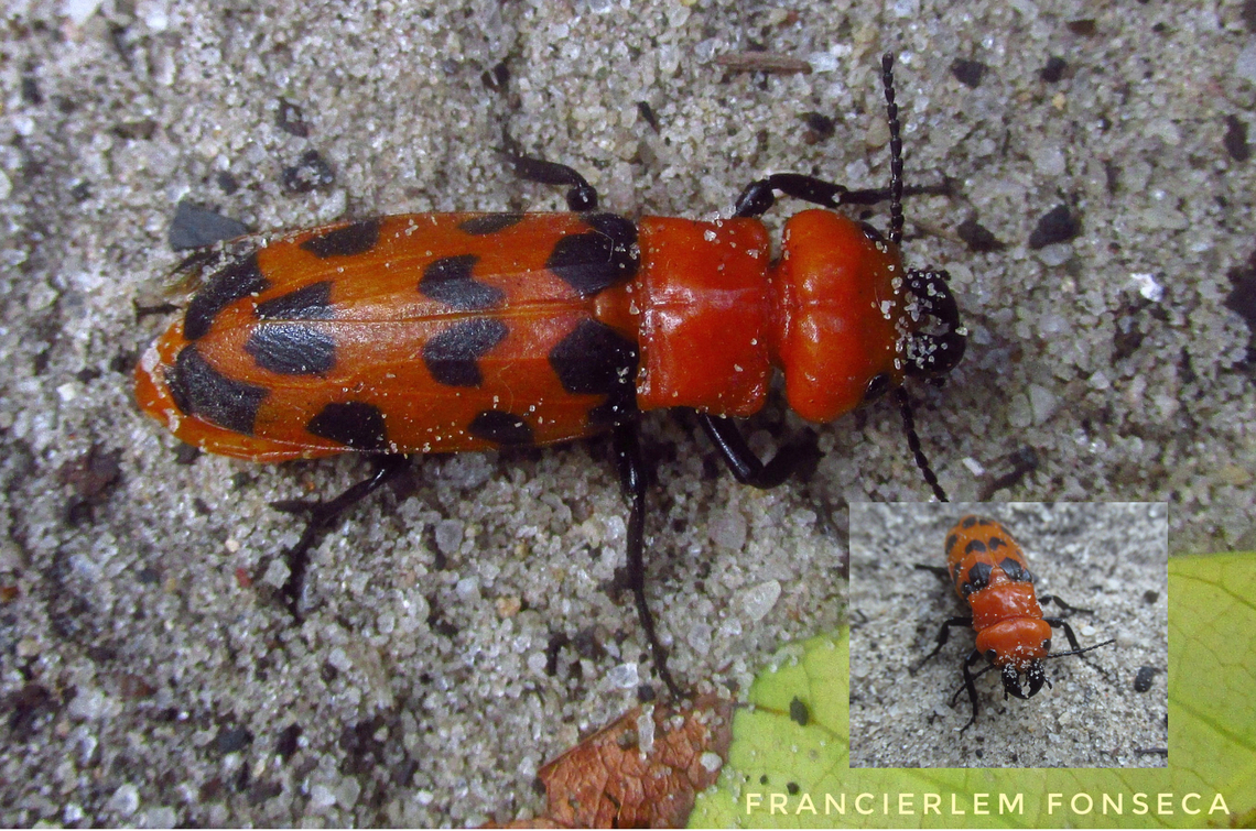 Cissites maculata  Cissites maculata,Meloidae