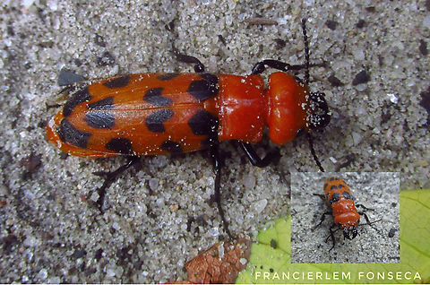 Cissites maculata  Cissites maculata,Meloidae