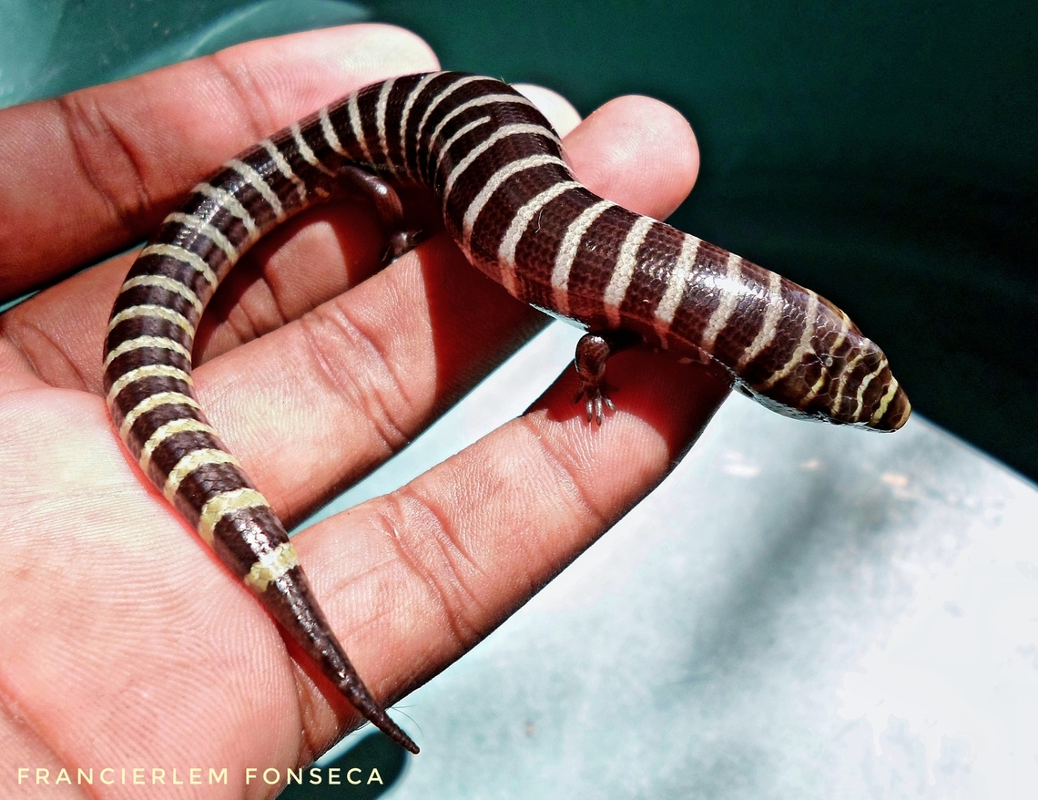 Calango-liso ou calango-coral. Jovem #anguidae,Diploglossus lessonae