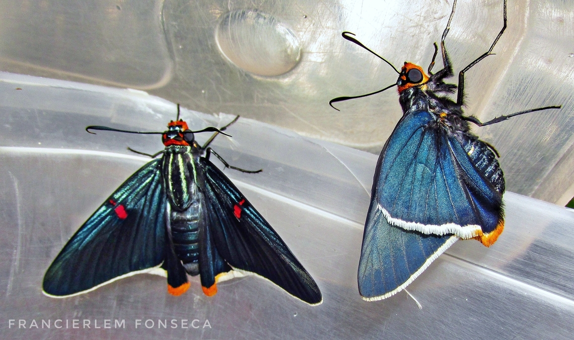 Phocides polybius  Blue,Butterfly,Hesperiidae,Phocides polybius