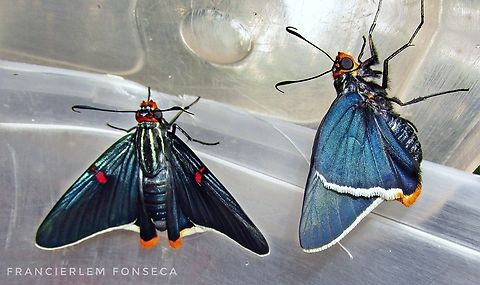 Phocides polybius Blue,Butterfly,Hesperiidae,Phocides polybius