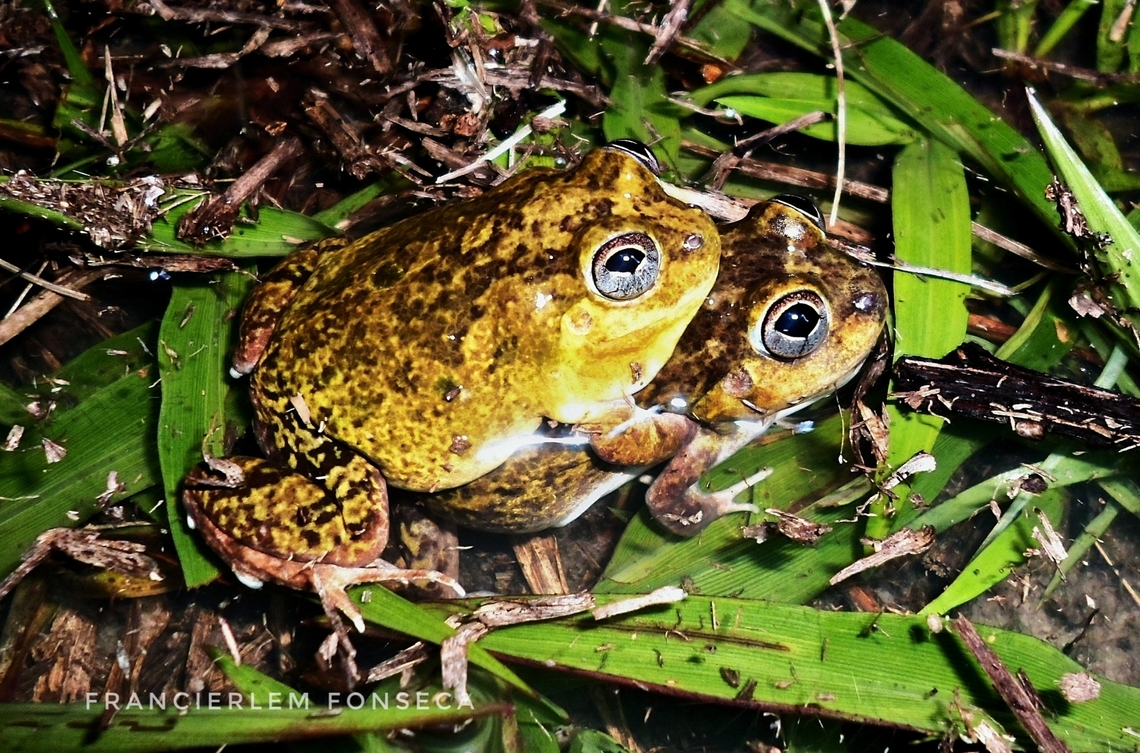 Pleurodema diplolister  Leptodactylidae,Pleurodema diplolister,frog