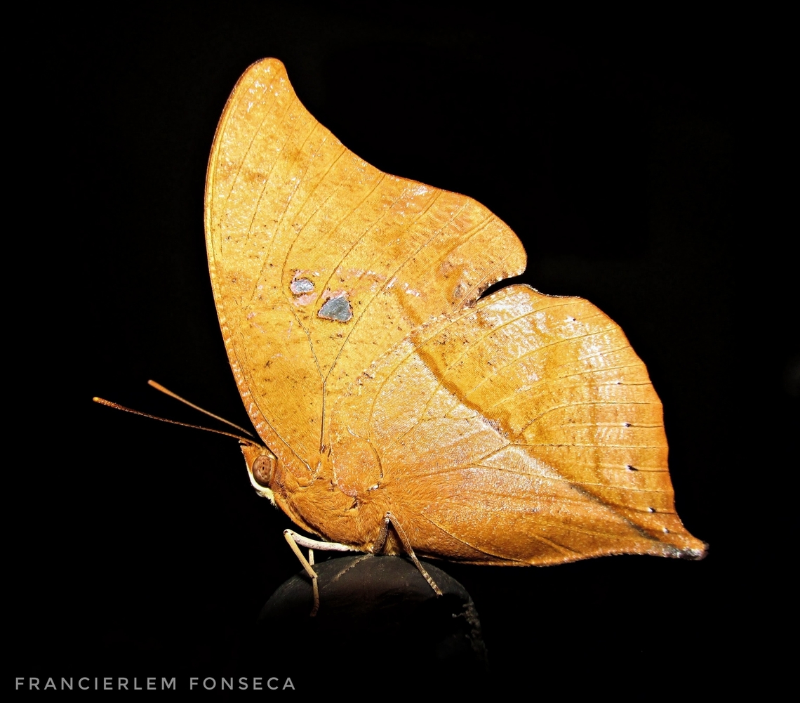 Zaretis ellops  Nymphalidae,Seasonal Leafwing,Zaretis ellops,zaretis