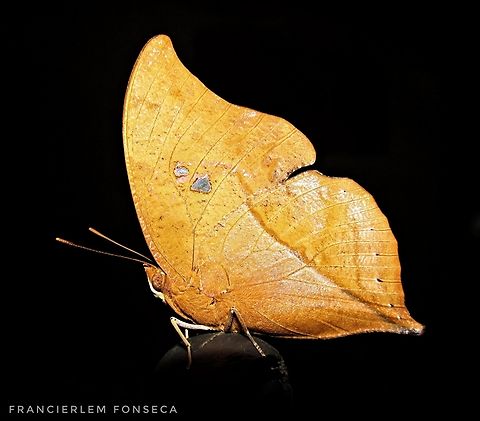 Zaretis ellops  Nymphalidae,Seasonal Leafwing,Zaretis ellops,zaretis