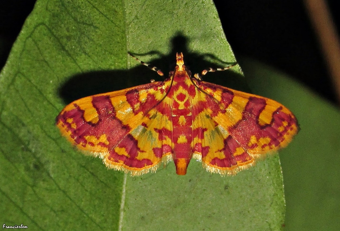 Glyphodes inflamatalis  Crambidae,Glyphodes inflamatalis