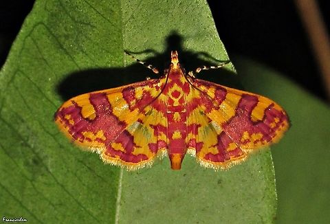 Glyphodes inflamatalis  Crambidae,Glyphodes inflamatalis