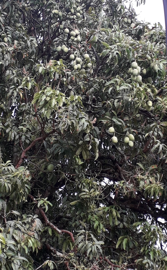 Mangueira  Mangifera indica,Mango,Manguifera,Tree,mangifera indica