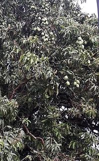 Mangueira  Mangifera indica,Mango,Manguifera,Tree,mangifera indica