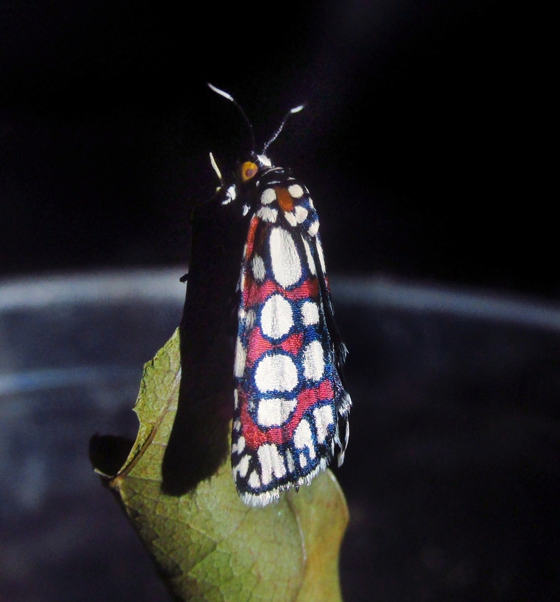 Cydosia nobilitella  Curve-lined cydosia,Cydosia nobilitella,Lepidoptera,Moth,Noctuidae