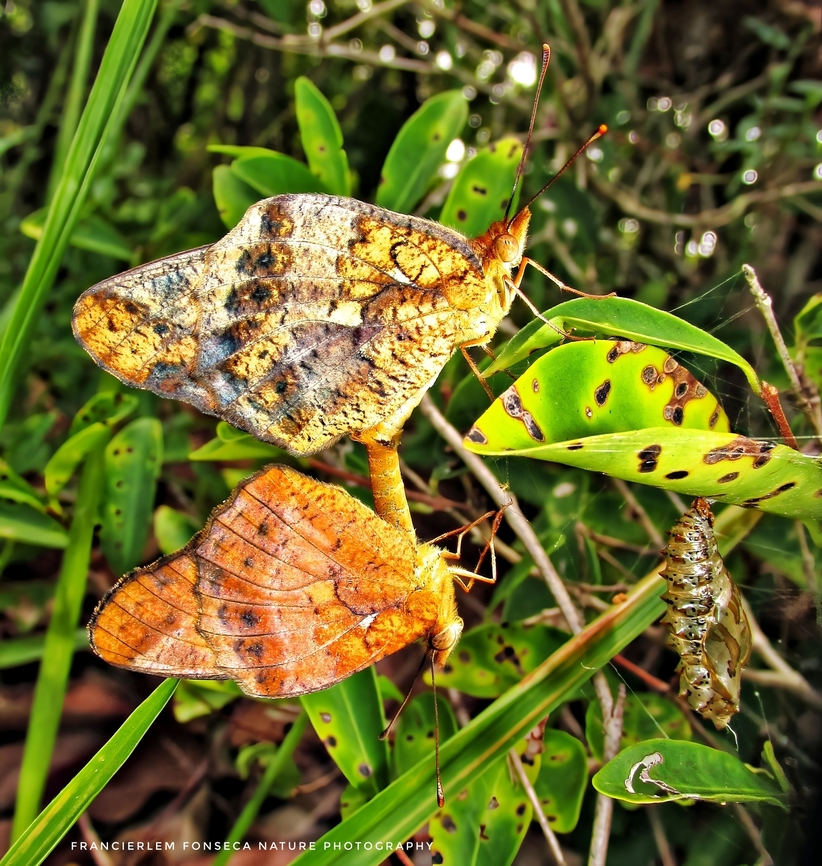 Euptoieta hegesia  Euptoieta hegesia,Mexican Fritillary,Nymphalidae
